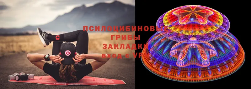 Галлюциногенные грибы Psilocybe  Дальнегорск 